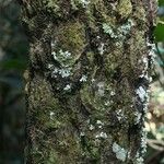 Cyathea glauca Bark