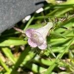 Agalinis communis Flower