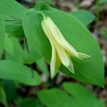 Uvularia perfoliata Flower