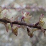 Rhipidoglossum rutilum Flower