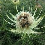 Cirsium spinosissimumFlower