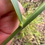 Urochloa eminii Schors