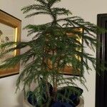 Araucaria heterophyllaFolla