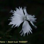Dianthus × warionii Flor