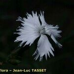 Dianthus × warionii Flower