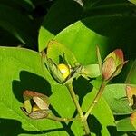 Hypericum × inodorum Flower