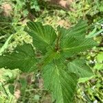 Melochia corchorifolia Leaf