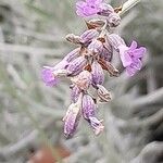 Lavandula × intermedia Flower