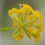 Bupleurum falcatum Flower