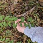 Ligustrum obtusifolium Feuille