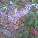 Symphyotrichum oolentangiense 花