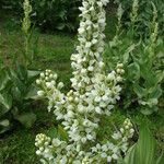 Veratrum californicum Flower