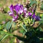 Medicago sativaЦветок