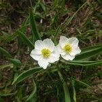 Ranunculus kuepferi Flower