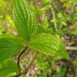 Cornus rugosa Blatt