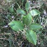 Sorbus wilmottiana Hoja