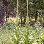 Verbascum thapsusLeaf