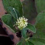 Acanthospermum australe Flower