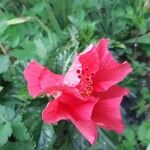 Hibiscus rosa-sinensis Cvet