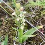 Platanthera hyperborea Floare