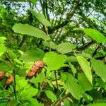 Flemingia strobilifera Plante entière