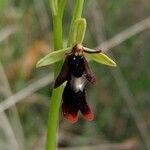 Ophrys insectifera 花