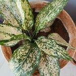 Aglaonema costatum Blatt