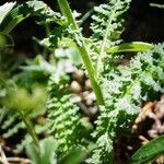 Pedicularis pyrenaica Leaf