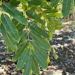 Swietenia macrophylla Leaf