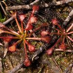 Drosera capillaris পাতা