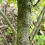 Ribes americanum 樹皮