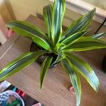 Dracaena fragransFrunză