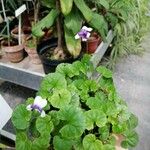 Viola hederacea Blodyn
