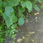 Persicaria virginiana পাতা