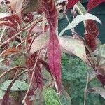 Aeschynanthus longicaulis Leaf