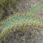 Opuntia engelmannii Foglia