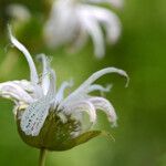 Monarda russeliana Lorea