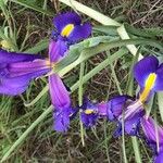 Iris xiphium Kvet
