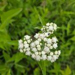 Parthenium integrifolium Çiçek