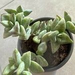 Crassula rupestris Blatt