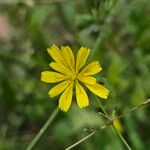 Lapsana communis Fiore