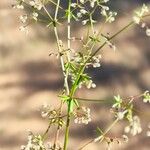 Galium parisiense Лист