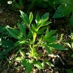 Cleome dodecandra Leaf