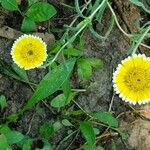 Layia platyglossa Flower