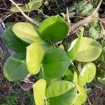 Hoya australis Fuelha