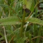 Rhinanthus alectorolophus Çiçek