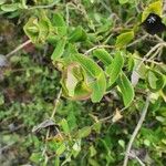 Lonicera implexa Lapas