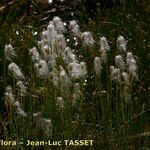 Trichophorum alpinum Habit