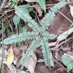 Adiantopsis radiata Хабит