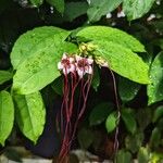 Strophanthus preussii Blüte